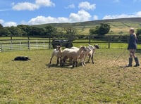 Successful sheepdog clinic held at Kirk Michael