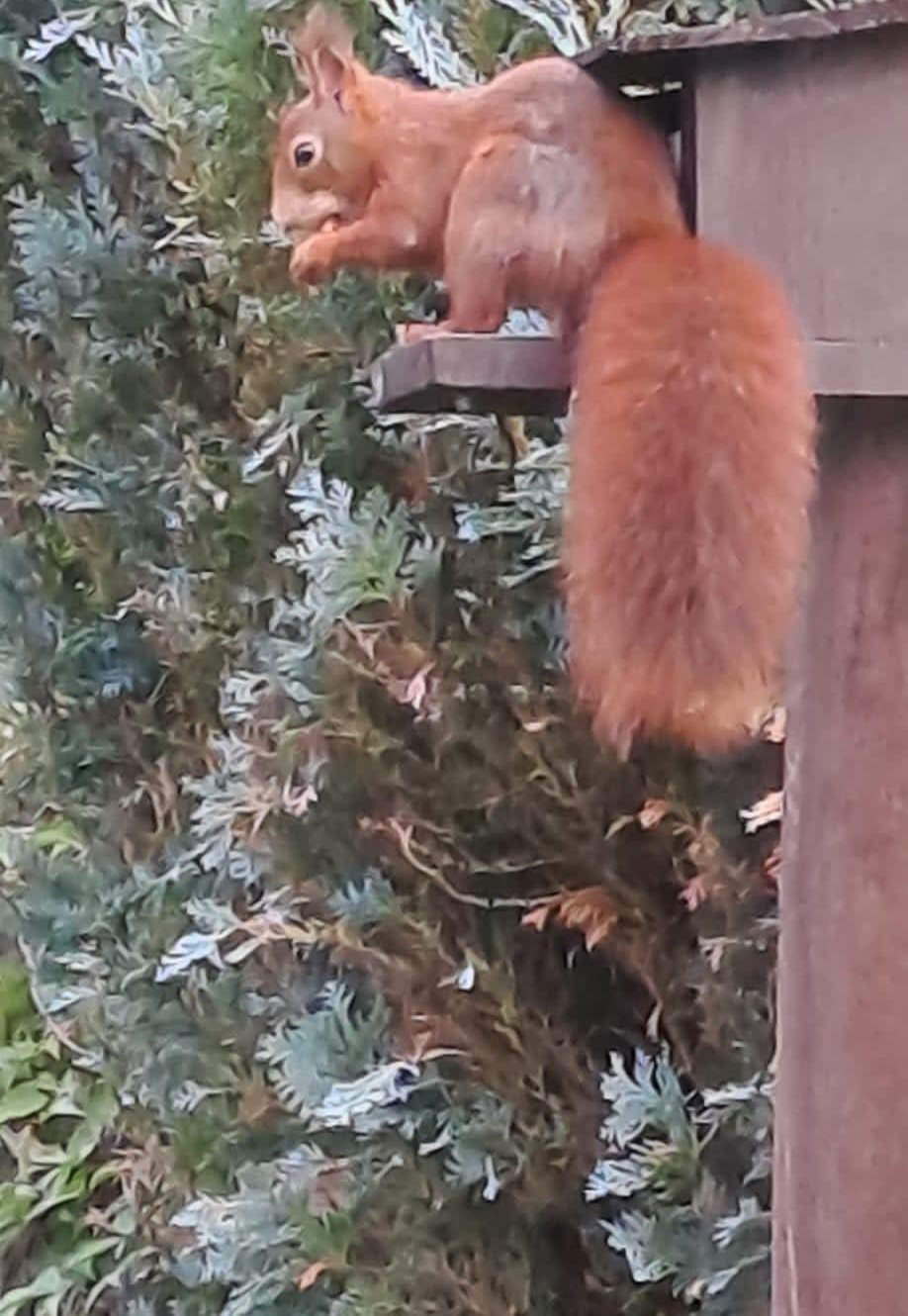 MSPCA column: Should red squirrels be introduced in Isle of Man