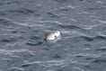 Video shows rare marine visitor swimming off Isle of Man coast
