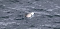 Video shows rare marine visitor swimming off Isle of Man coast