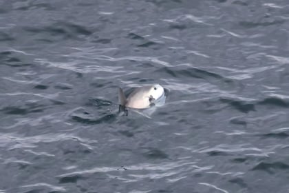Video shows rare marine visitor swimming off Isle of Man coast