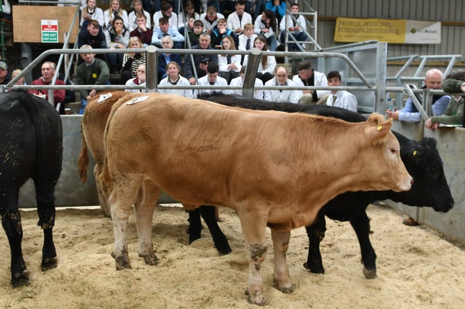 The Northern Area Stockman of the Year competition, hosted by Isle of Man Young Farmers at Central Marts at Knockaloe