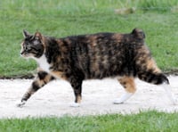 The fascinating history of the Manx cat - the island's famous felines