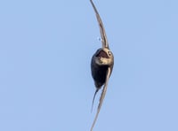 Guided talk on Swifts in Castletown next week