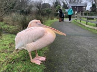 Future of Curraghs Wildlife Park under the spotlight amid £500k loss