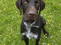 Meet Dexter the Greek, web-footed German Wirehaired Pointer