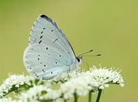 'Spare 15 minutes and help count butterflies on the Isle of Man'