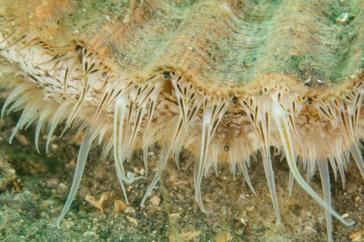 Winner of the Macro category was Dr Lara Howe for her close-up picture of a king scallop