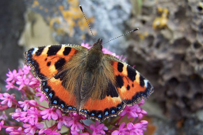 Numbers of Small Tortoiseshell are well down this year