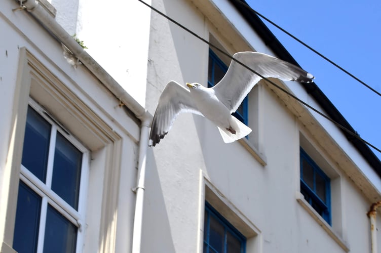 A seagull (or herring gull) . The latest incident involving a gull being caught in fishing gear this summer was on Monday evening in Gansey 