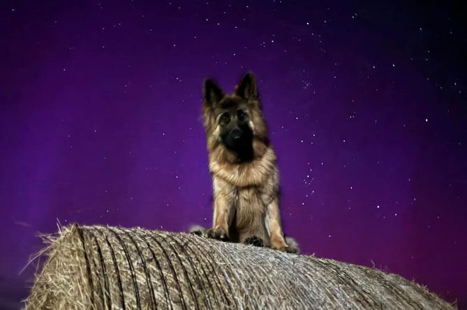 Sadie the German Shepherd with the beautiful Aurora Borealis lighting up the sky in Andreas behind her