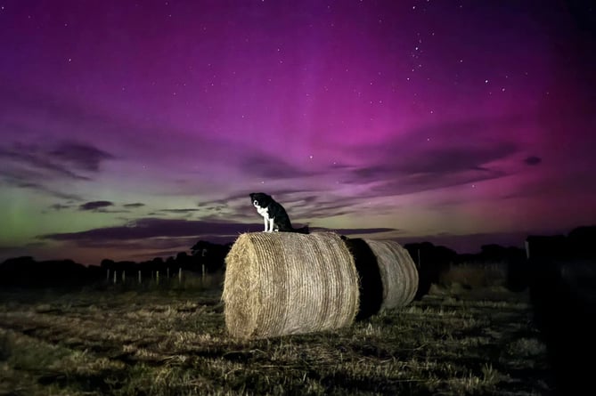 Millie the dog enjoyed the beautiful sky on a hail bail in Andreas early Tuesday morning 