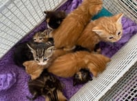 Manx pet charity rescues a staggering 28 cats from one household