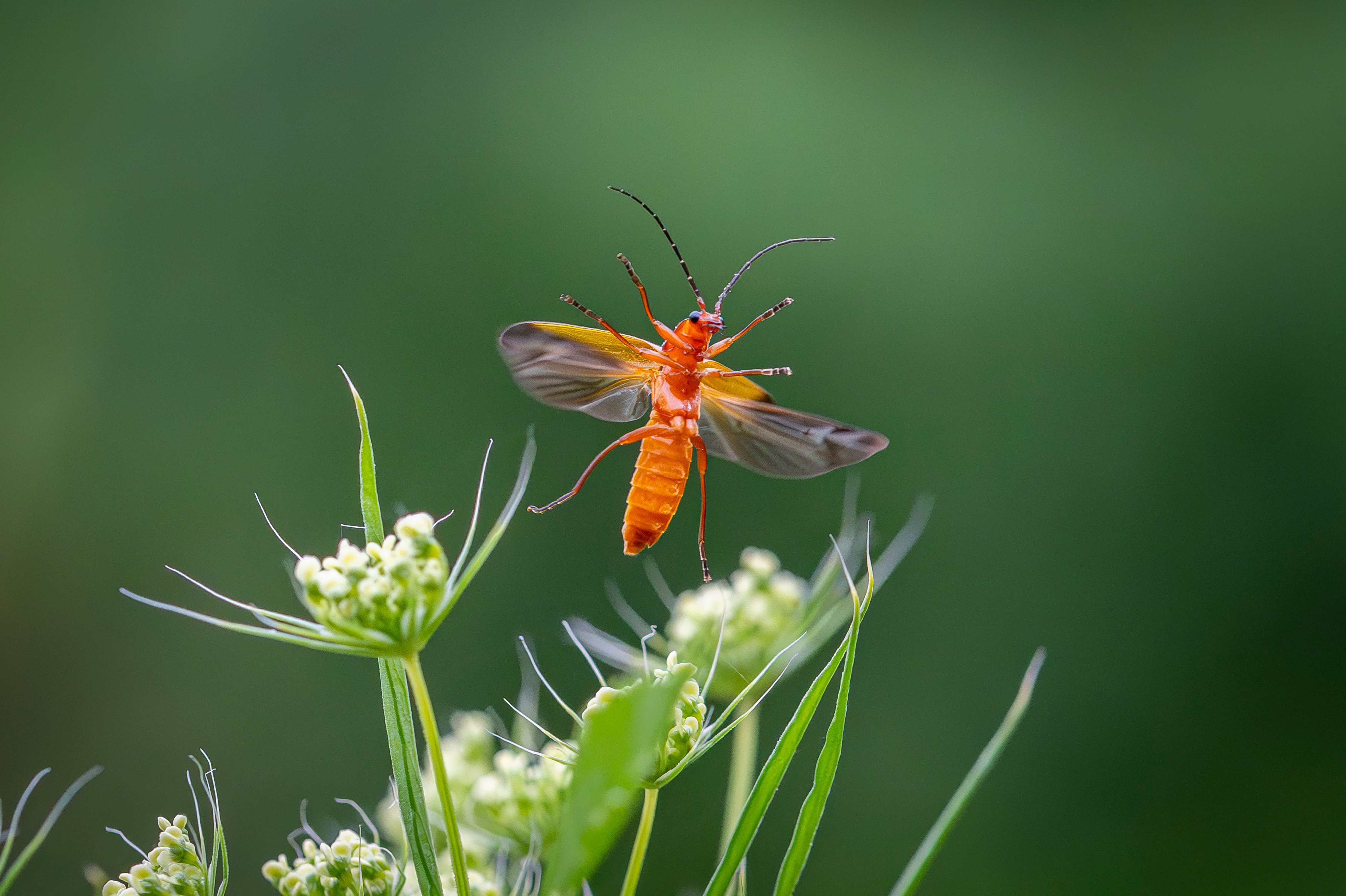 Manx photographer's stunning beetle shot makes the coveted BBC