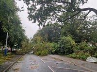 Bus passenger injured after tree falls on major Douglas road