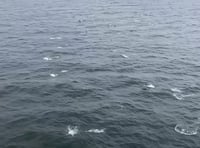 Incredible footage shows huge pod of dolphins following the Manxman