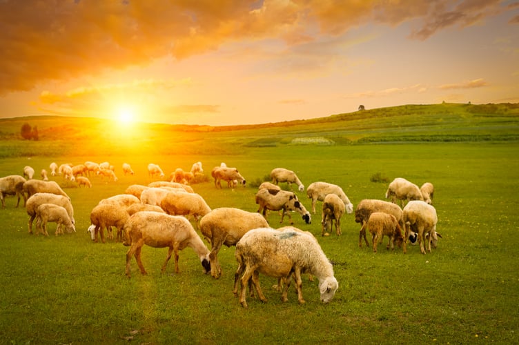 Sheep in a field