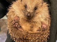 Top tips for if you find an injured or unwell hedgehog in your garden