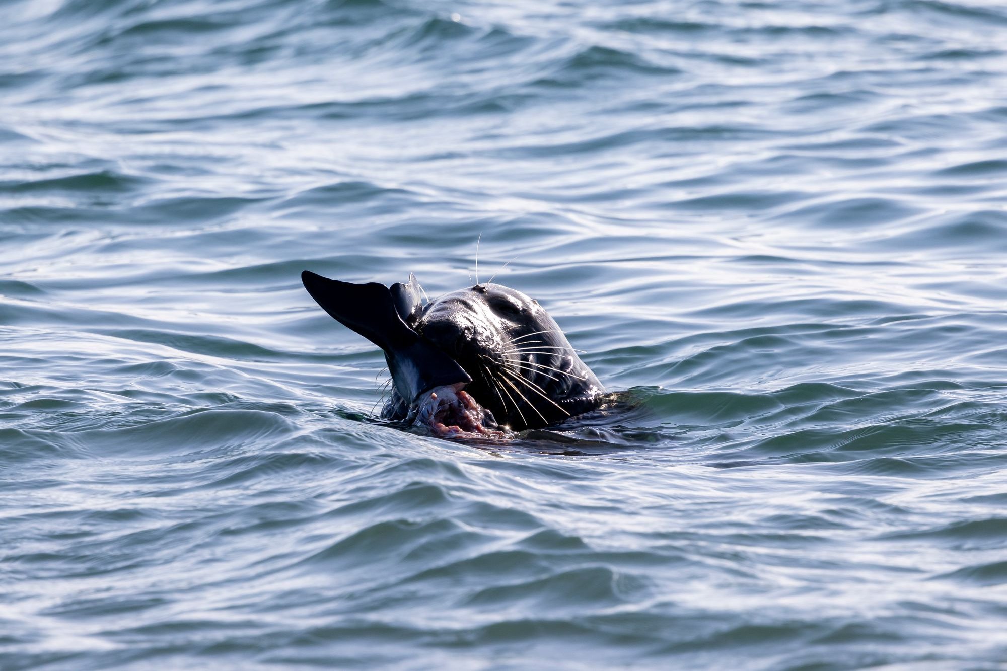 Amazing photos capture rare moment a grey seal feeds on a porpoise off ...