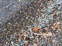 DEFA explains why dead fish have been washing up on Ramsey beach