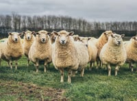 Isle of Man laws strengthened to protect farm animals from bluetongue