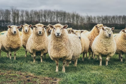 Isle of Man laws strengthened to protect farm animals from bluetongue