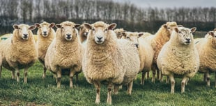 Isle of Man laws strengthened to protect farm animals from bluetongue