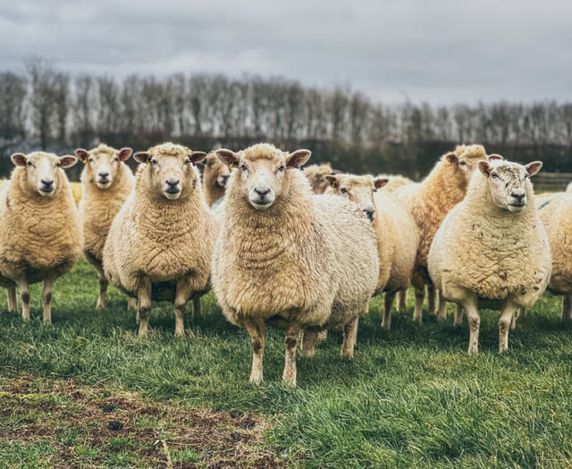 Isle of Man laws strengthened to protect farm animals from bluetongue