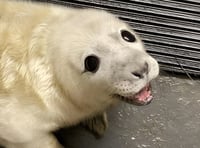 Seal pup rescued after being found 'abandoned' on Isle of Man beach