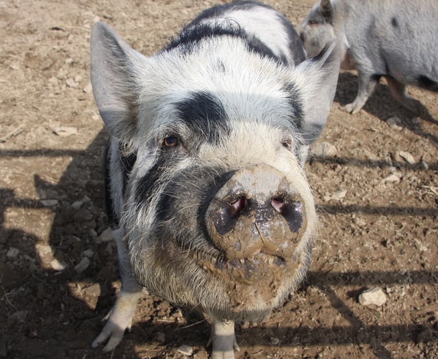 New measures to protect pigs from African swine fever