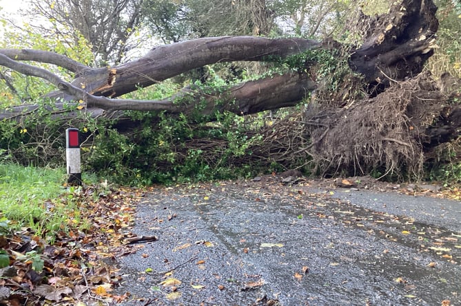 The large tree that has fallen on Dreemskerry Road in Maughold 