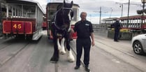 Tributes pour in after respected Douglas Bay Horse Tramway driver dies