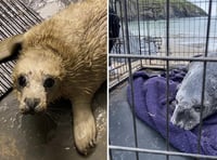 Manx Wildlife Trust appeals for fish donations to feed rescued seals