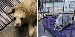 Manx Wildlife Trust appeals for fish donations to feed rescued seals