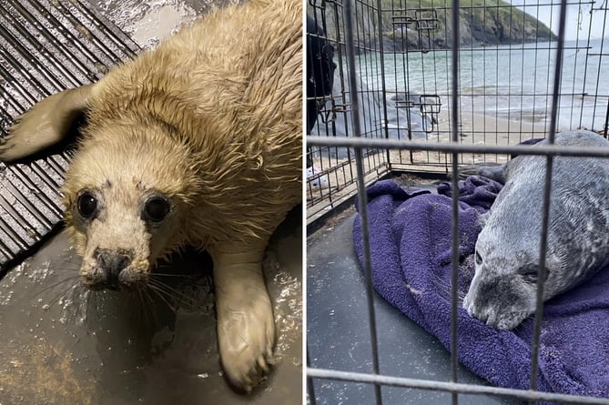 Basil and Fen have been rescued at Fenella Beach and are hungry, with Manx Wildlife Trust asking the Manx community for any spare fish to feed them 