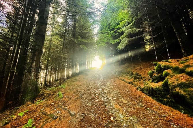 A path through Slieu Whallian plantation near St John's