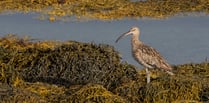 A fascinating look at the only intertidal mud habitat on the island