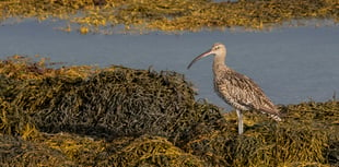 A fascinating look at the only intertidal mud habitat on the island