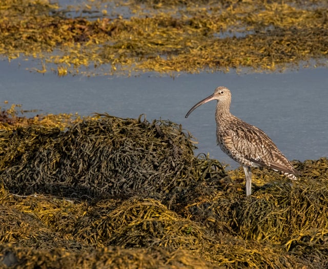 A fascinating look at the only intertidal mud habitat on the island