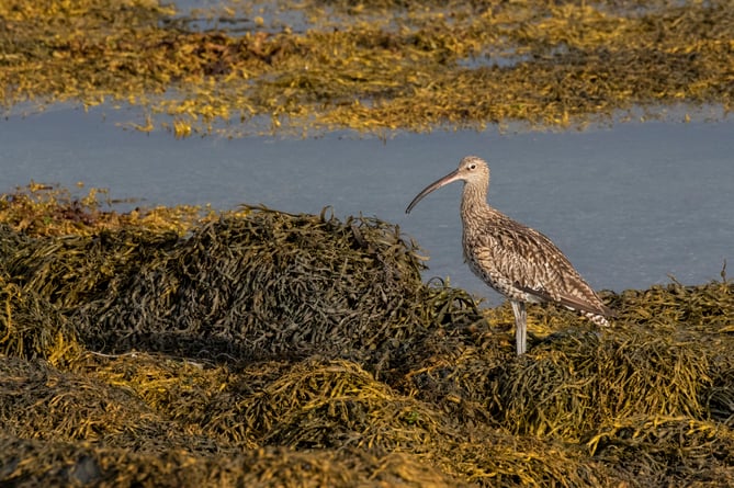 A Curlew bird at Langness