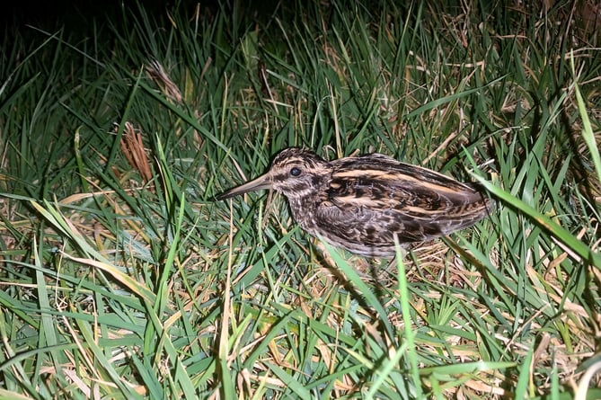 Jack snipe at Kerrowmooar, Sulby