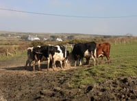 Dairy firms rule-out taking part in controversial new cow feed trial