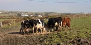 Dairy firms rule-out taking part in controversial new cow feed trial