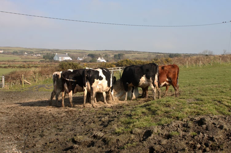 Dairy cows at Fleshwick, Rushen