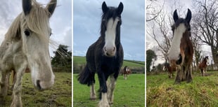 Pictures show Douglas Bay tram horses enjoying their winter break 