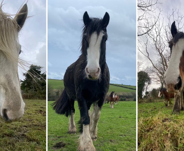 Pictures show Douglas Bay tram horses enjoying their winter break 