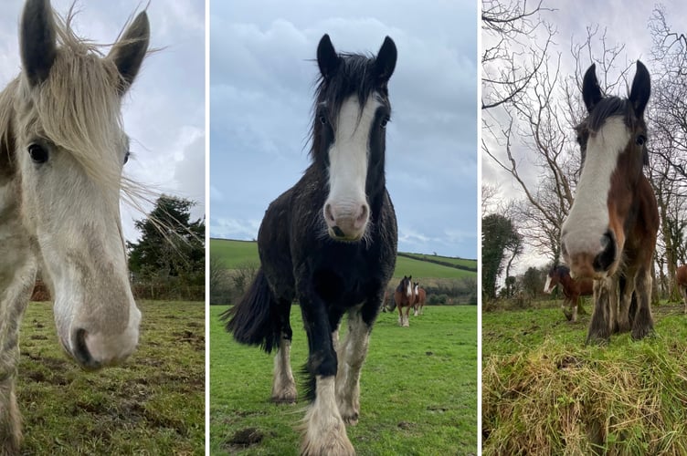 Some of the Douglas Bay trammers enjoying a well deserved rest in the fields above Onchan at the Clypse 