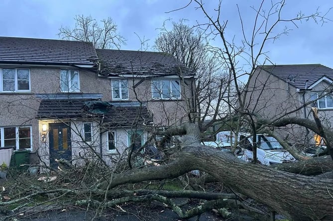 A fallen tree was inches away from causing serious damage to Baz's house