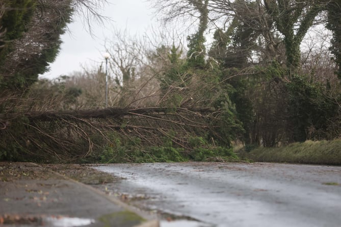 Tree down on New Castletown Road, Storm Darragh. Photo by Callum Staley (CJS Photography)