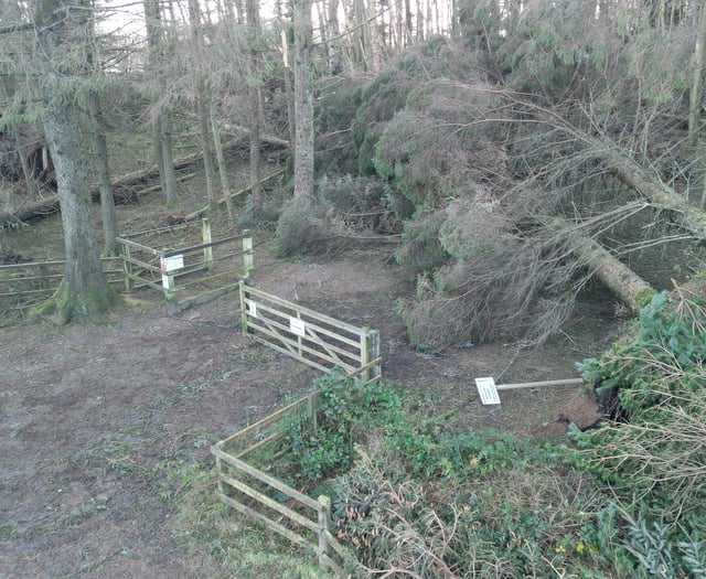 Operation to clear fallen trees at popular planation set to begin